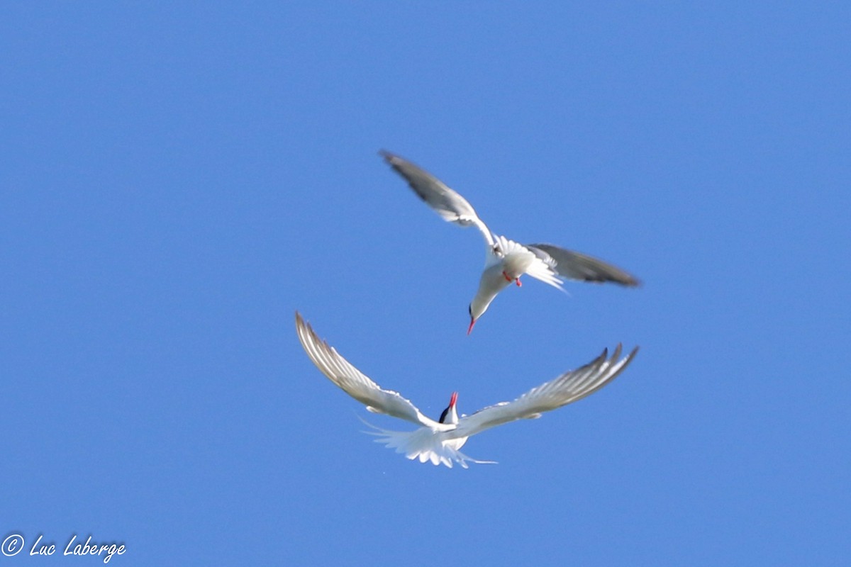 Common Tern - Luc Laberge