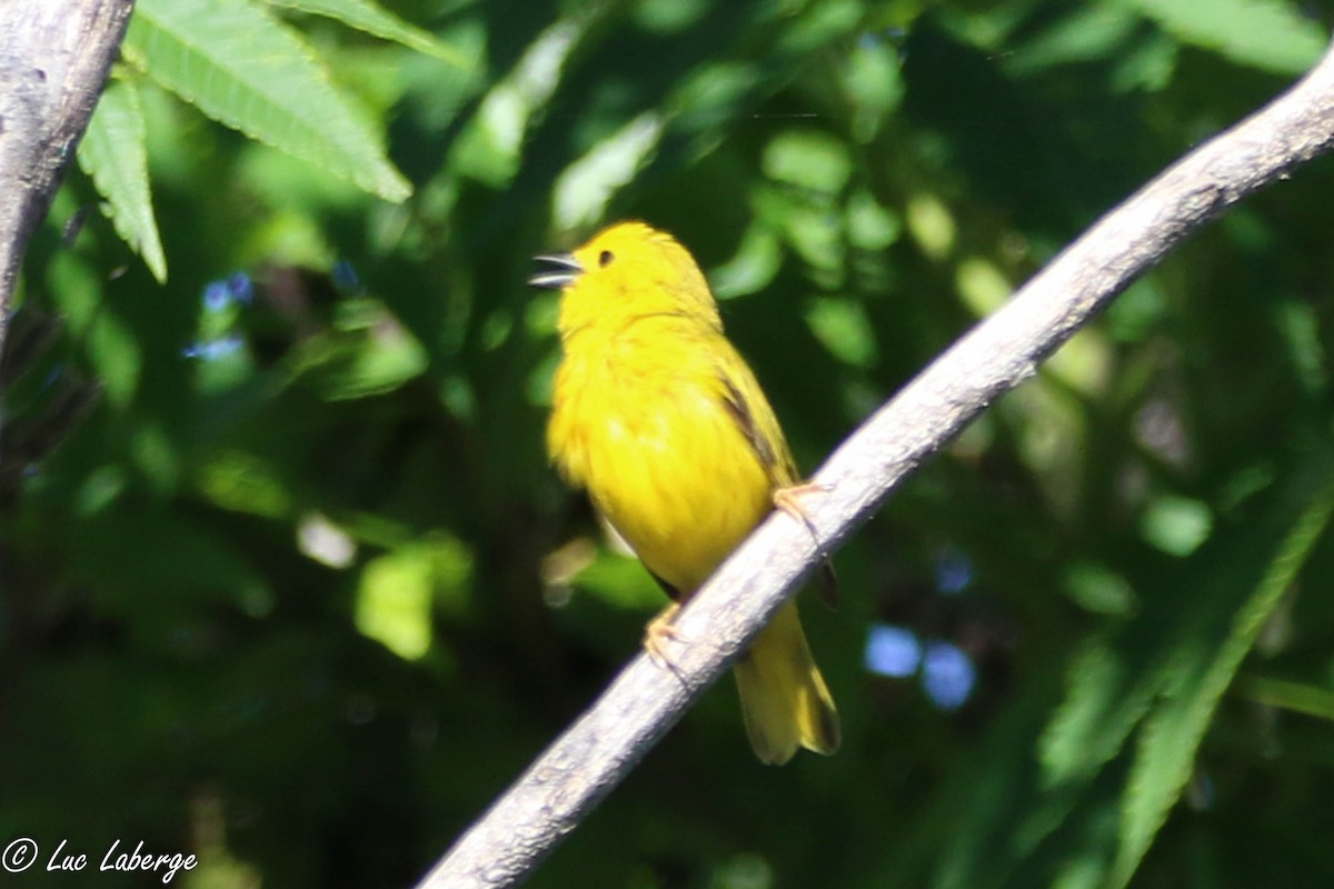 Yellow Warbler - ML621033105