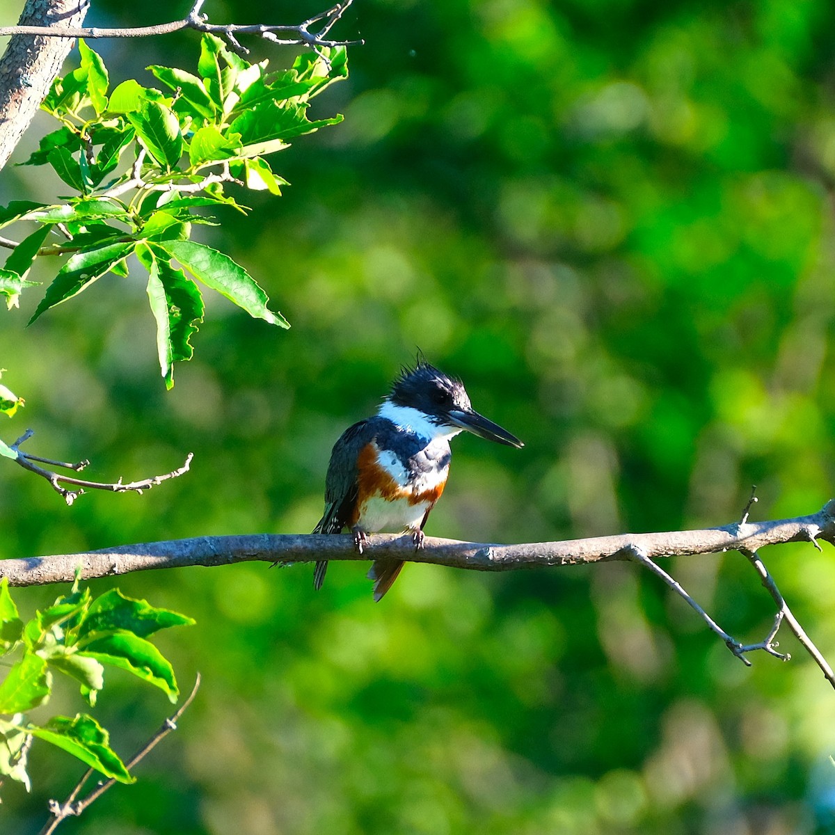 Belted Kingfisher - ML621033126