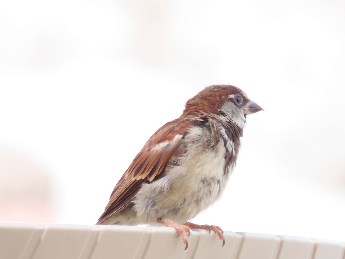 House Sparrow - ML621033154