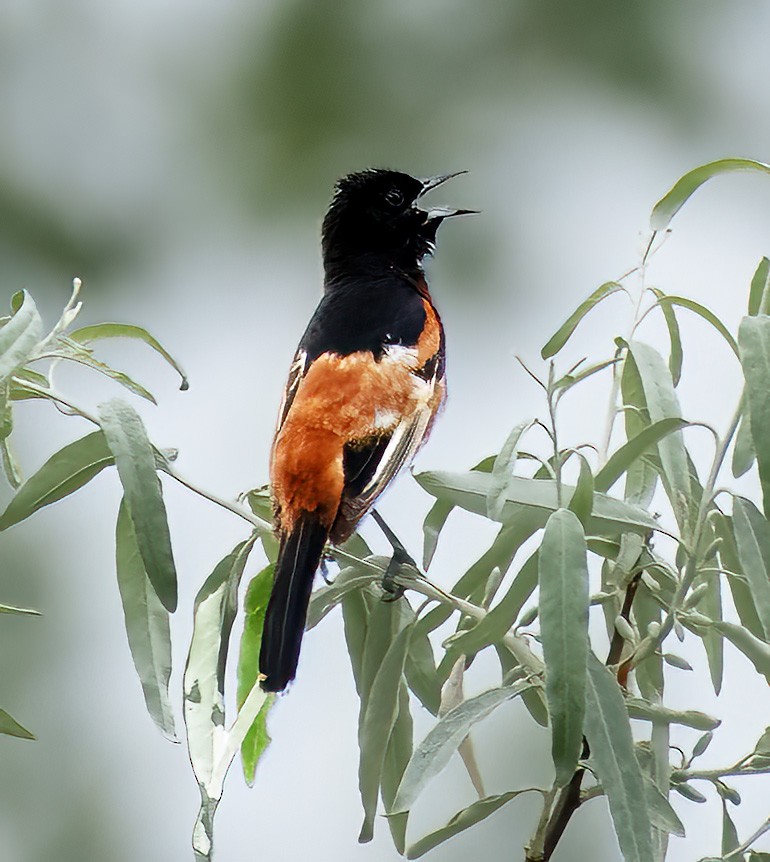 Orchard Oriole - ML621033190