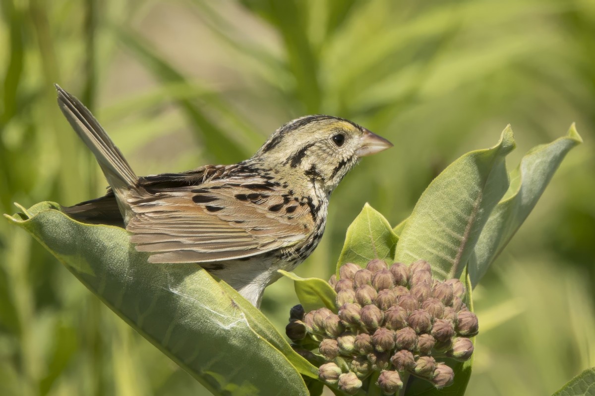 Henslow's Sparrow - ML621033193