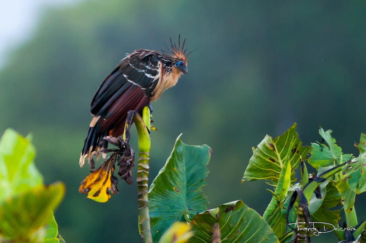 Hoatzin - ML62103321