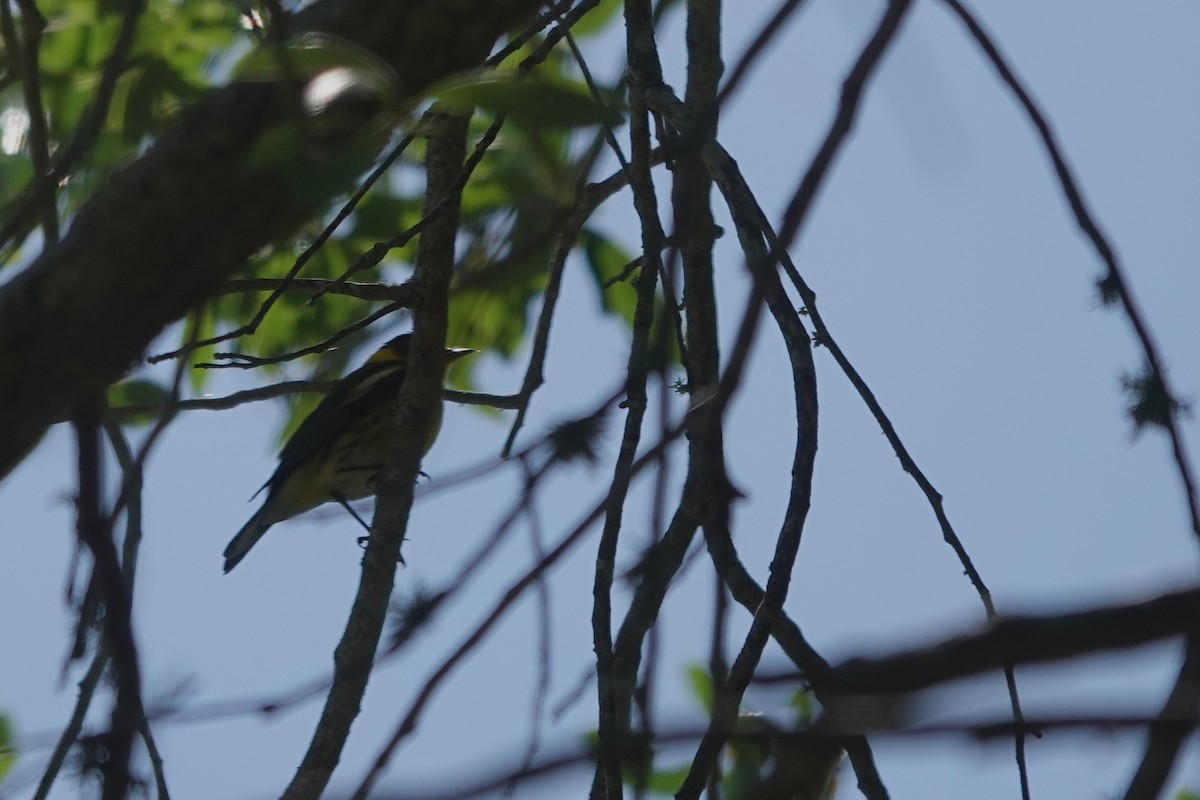 Cape May Warbler - ML621033213
