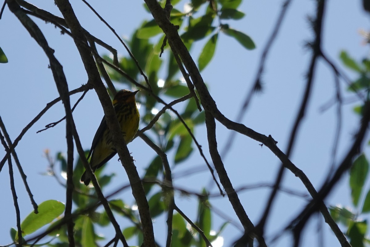 Cape May Warbler - ML621033214