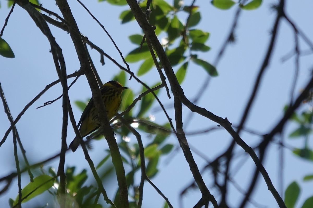 Cape May Warbler - ML621033215