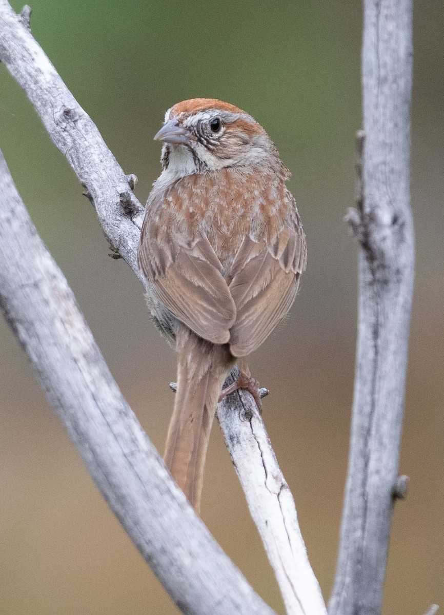 Rufous-crowned Sparrow - ML621033218