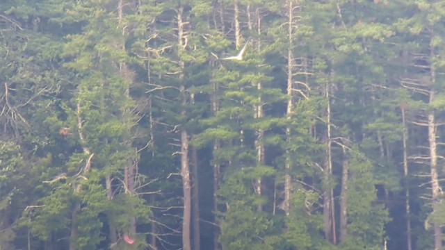 Forster's Tern - ML621033236