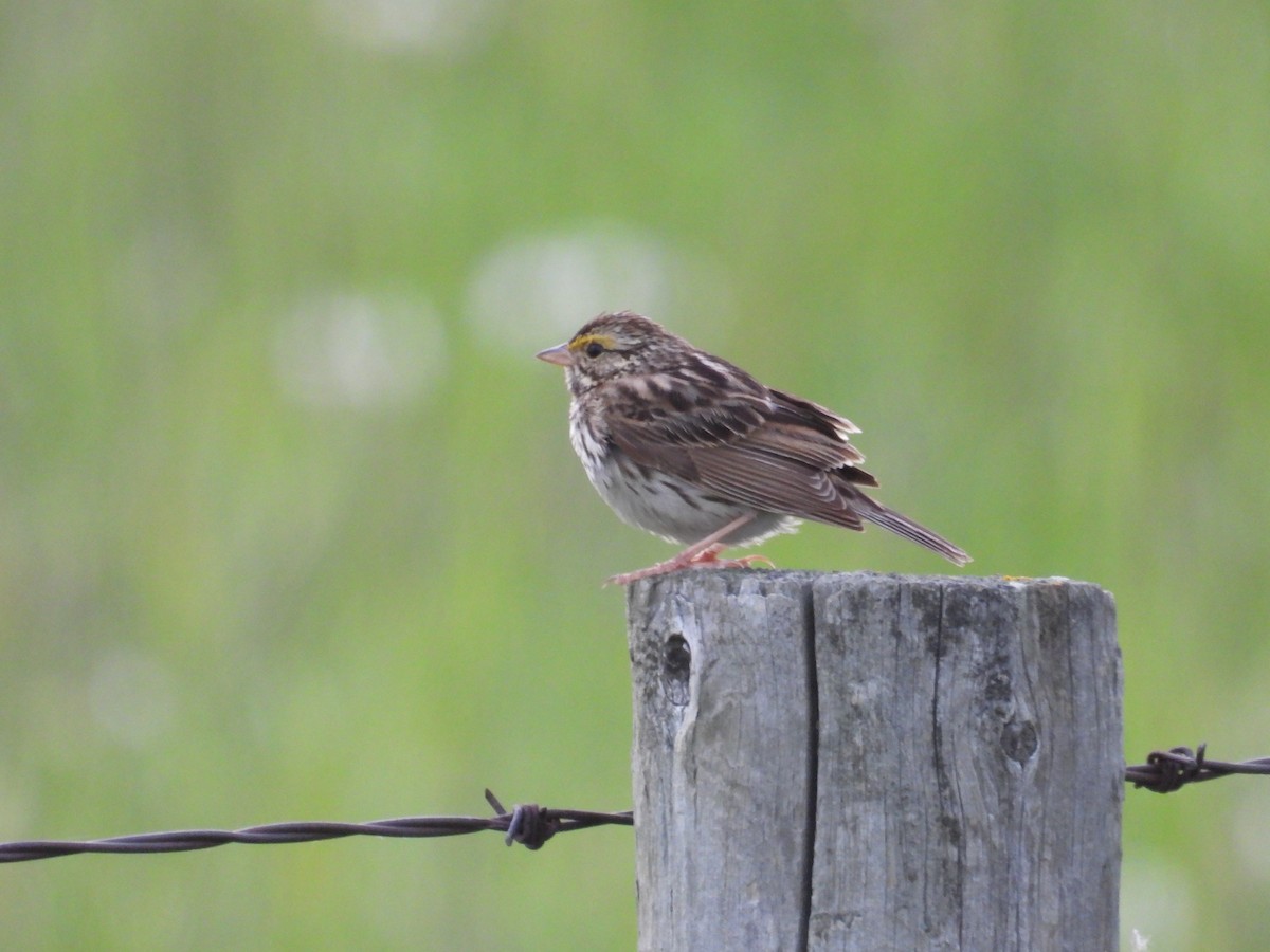 Savannah Sparrow - ML621033259