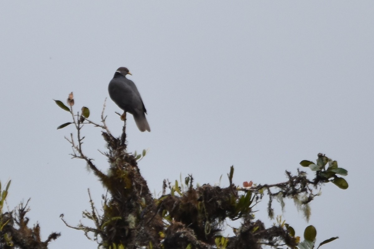 Band-tailed Pigeon (White-necked) - ML621033277