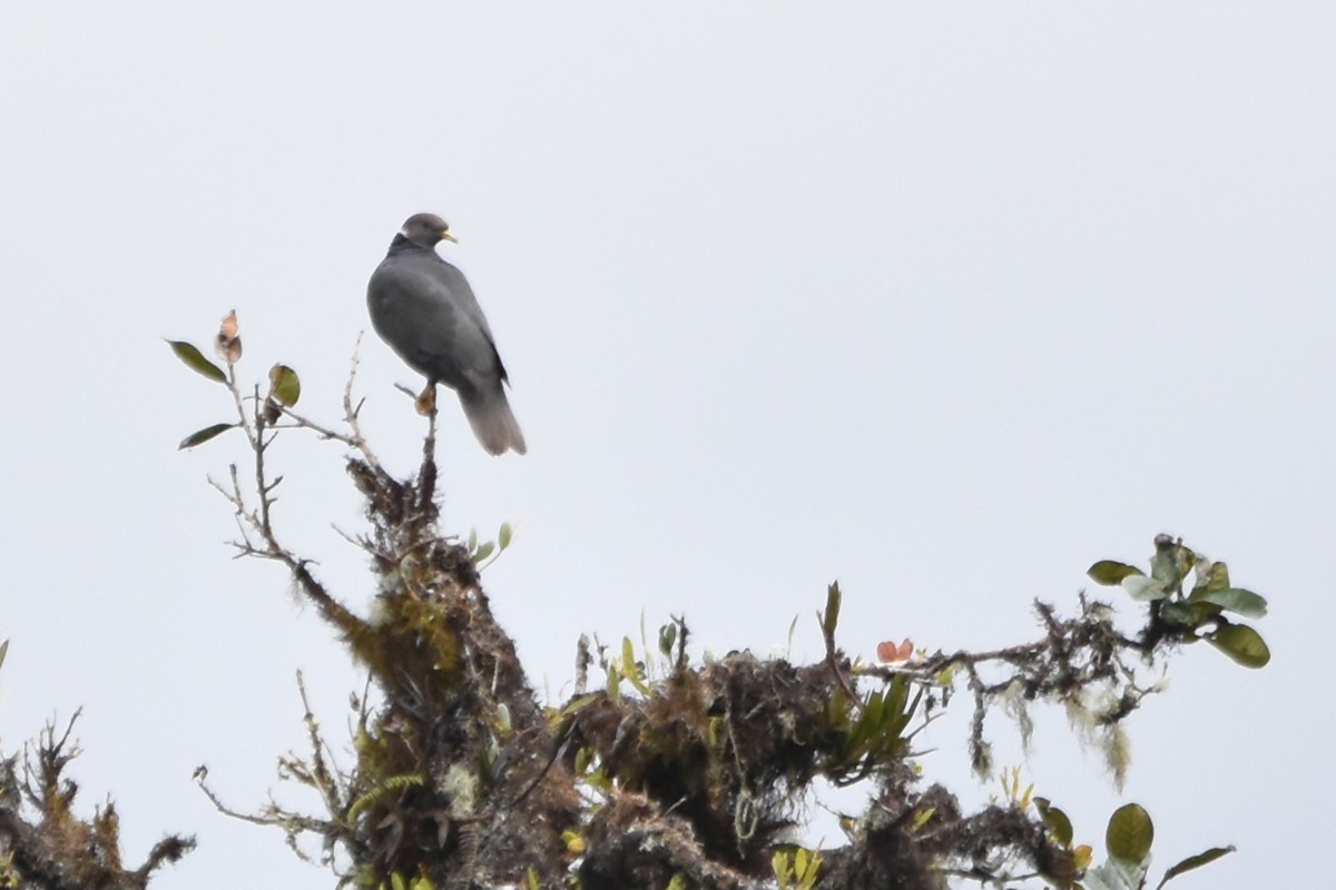 Band-tailed Pigeon (White-necked) - ML621033278