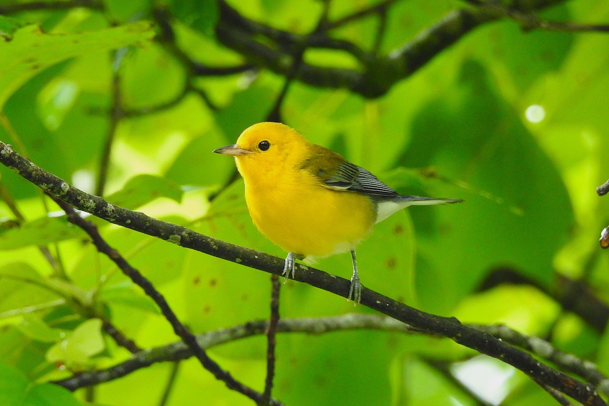 Prothonotary Warbler - ML621033285