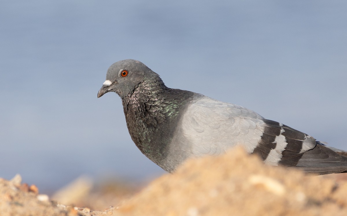 Rock Pigeon (Feral Pigeon) - ML621033297