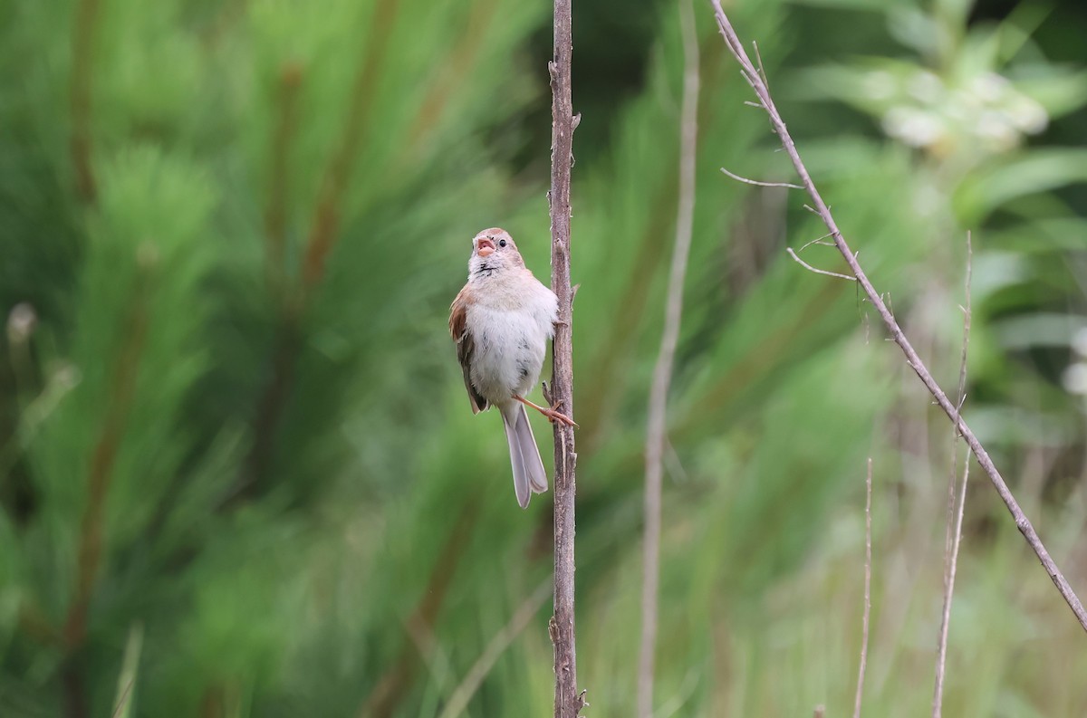 Field Sparrow - ML621033298