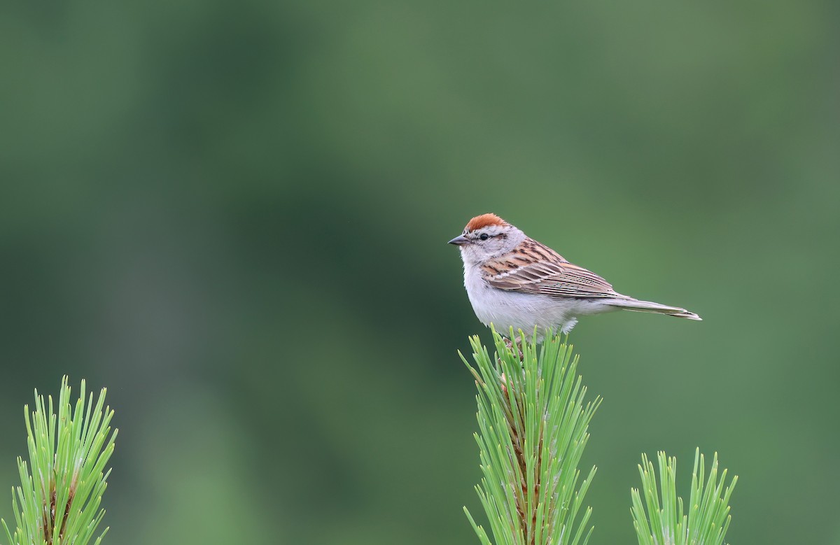 Chipping Sparrow - ML621033301