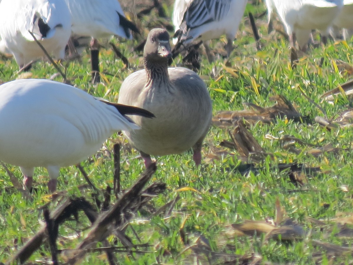Pink-footed Goose - ML621033317