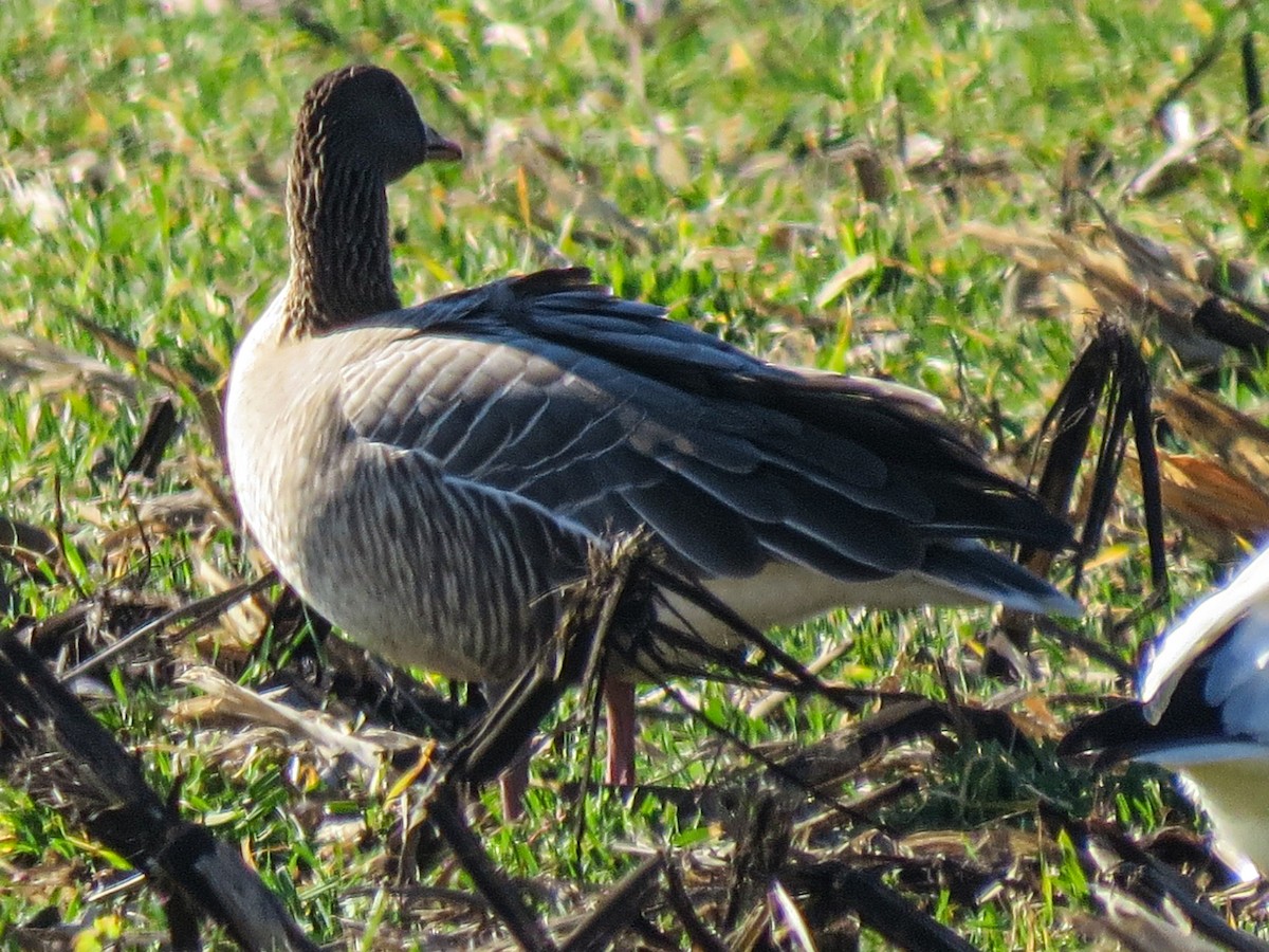 Pink-footed Goose - ML621033331