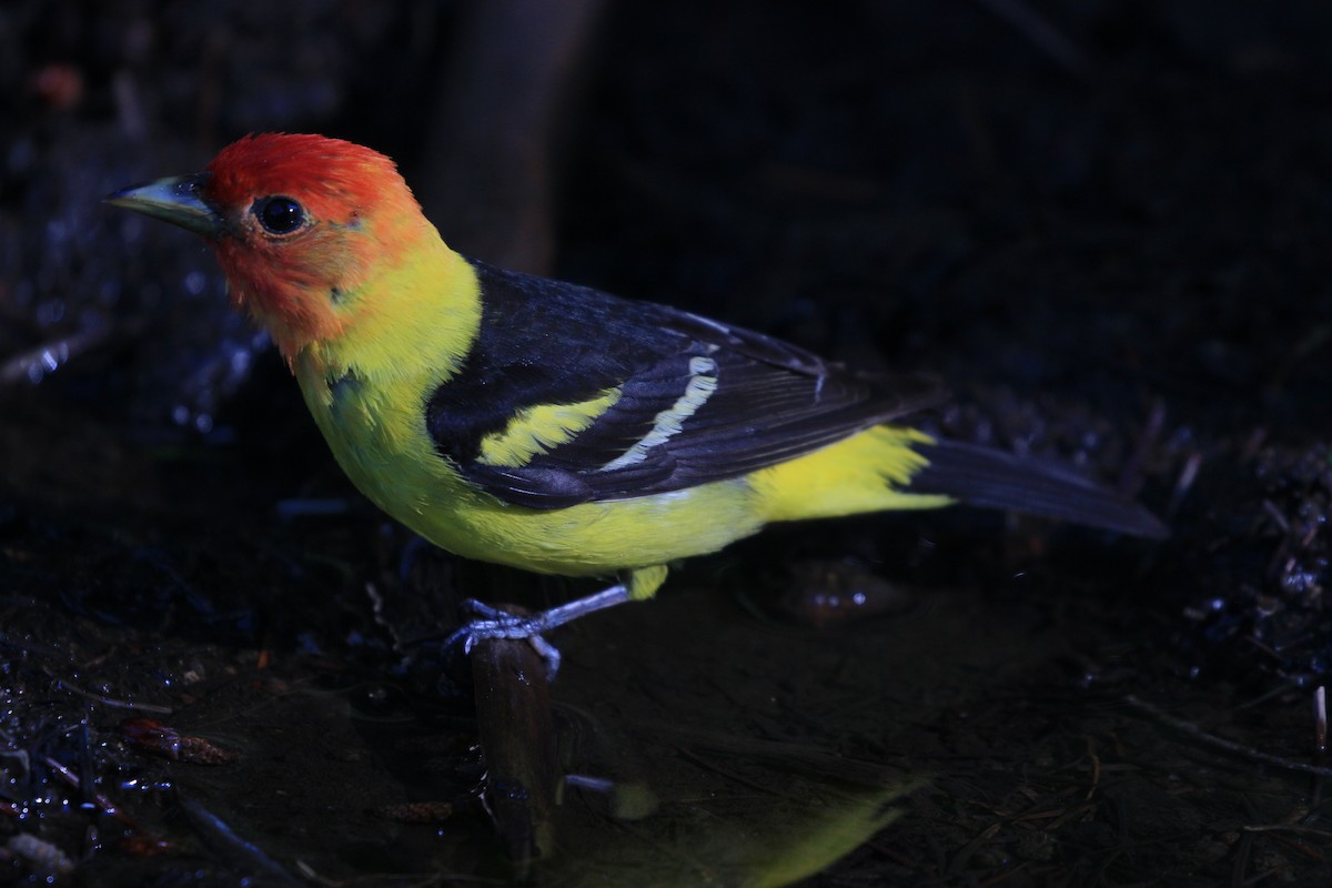 Western Tanager - ML621033383