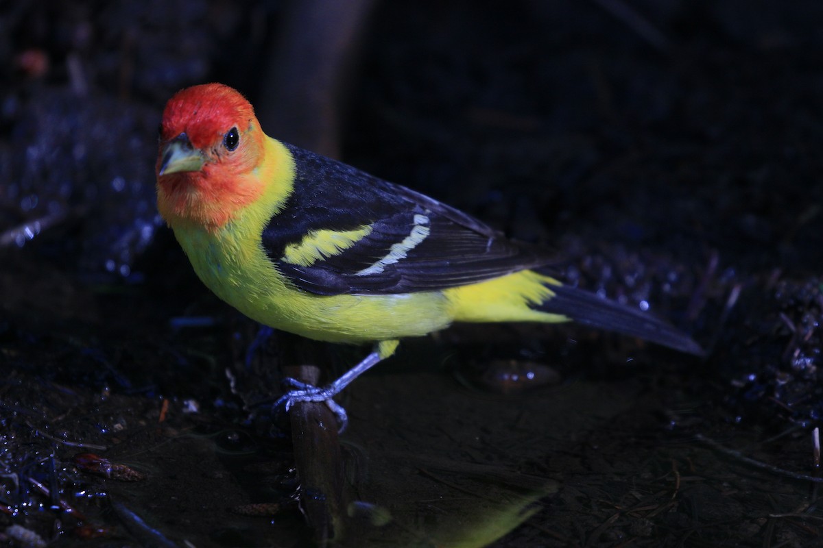 Western Tanager - ML621033385