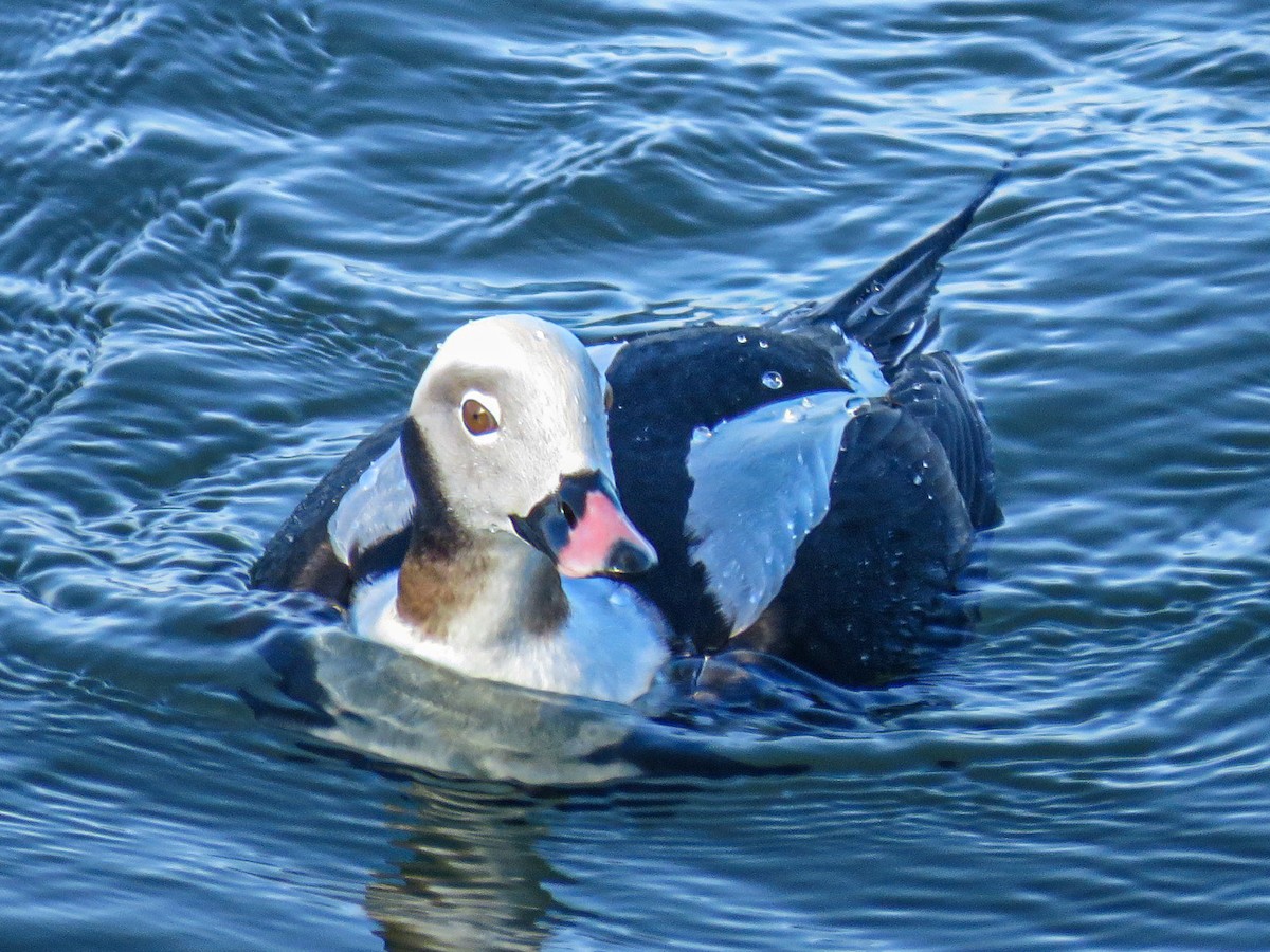 Long-tailed Duck - ML621033388