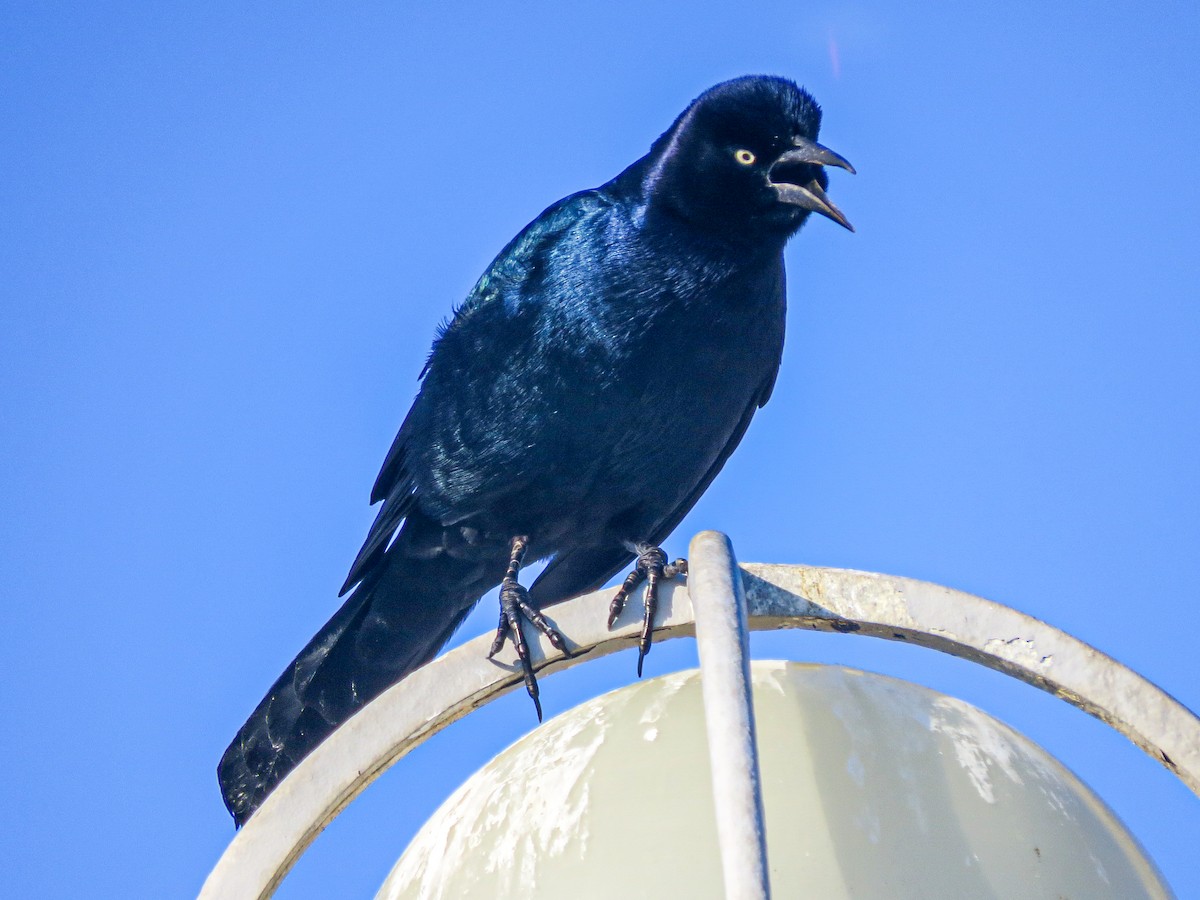 Boat-tailed Grackle - ML621033409