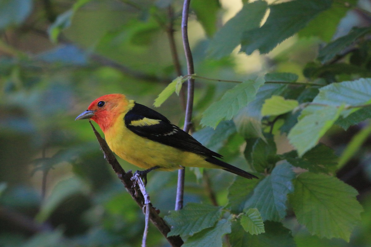 Western Tanager - ML621033425