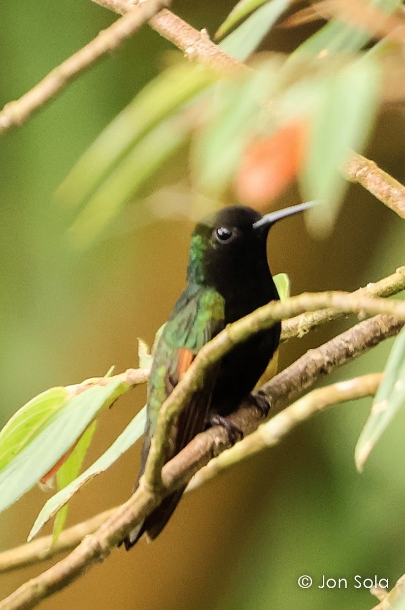 Black-bellied Hummingbird - ML621033483