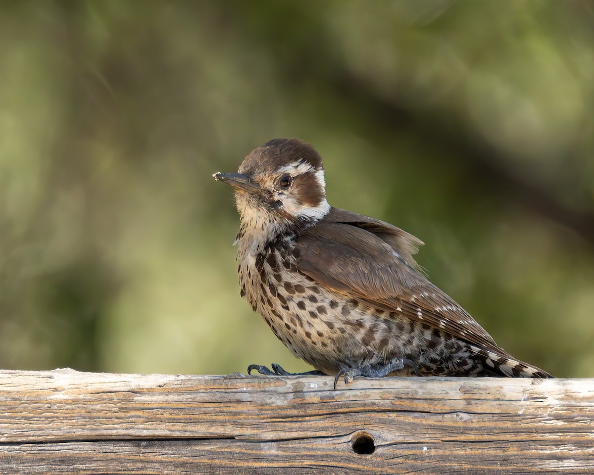 Arizona Woodpecker - ML621033484