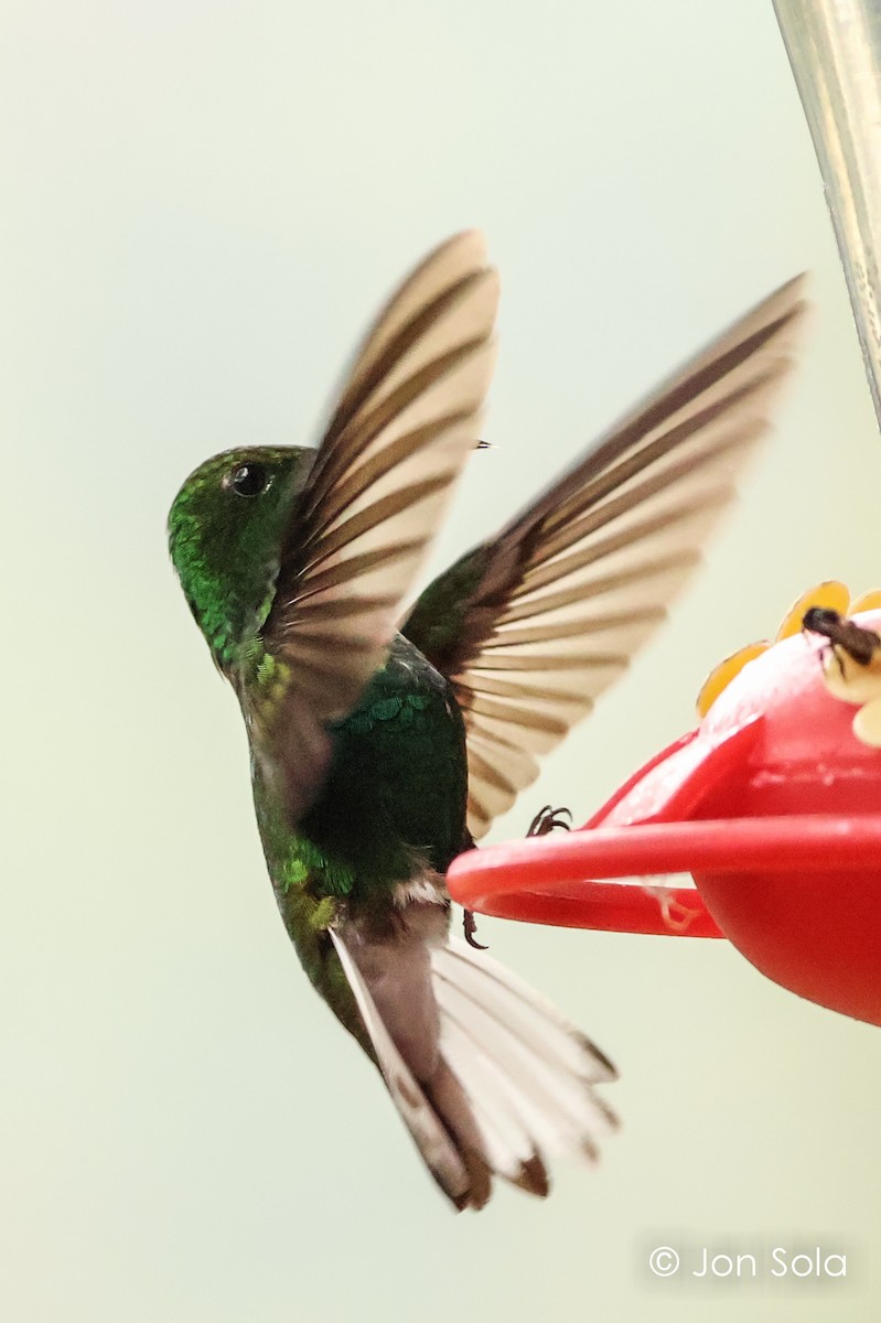 kolibřík měděnohlavý - ML621033485