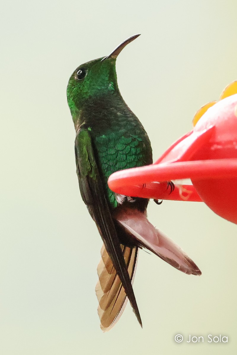 kolibřík měděnohlavý - ML621033486