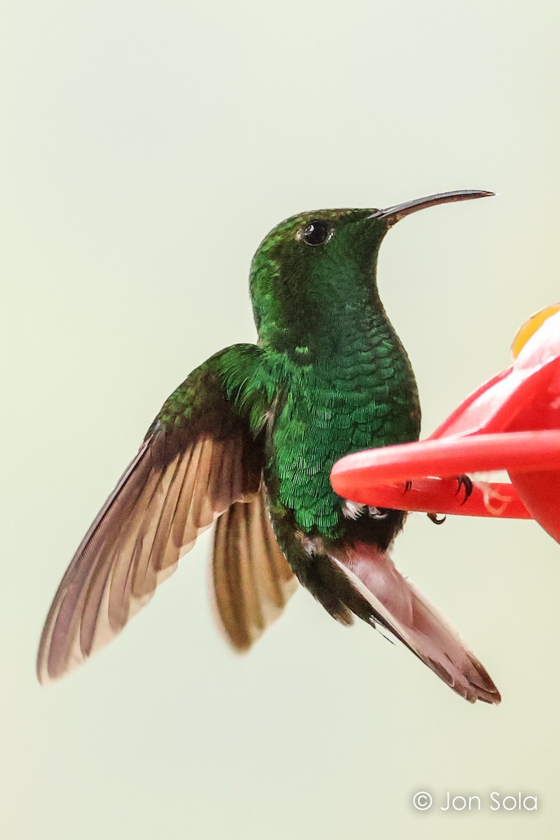 kolibřík měděnohlavý - ML621033487