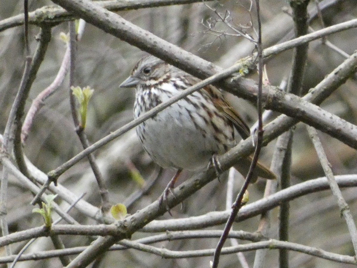 Song Sparrow - S & V C