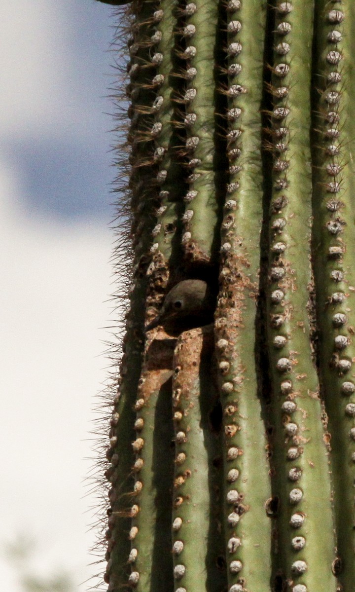 Pic des saguaros - ML621033491
