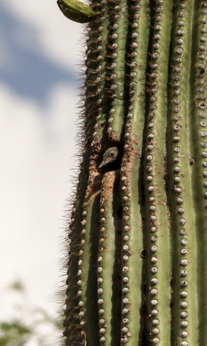 Pic des saguaros - ML621033494