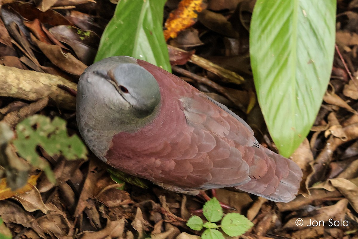 Buff-fronted Quail-Dove - ML621033544