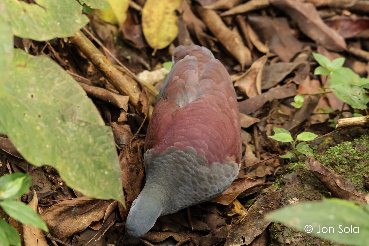 Buff-fronted Quail-Dove - ML621033546