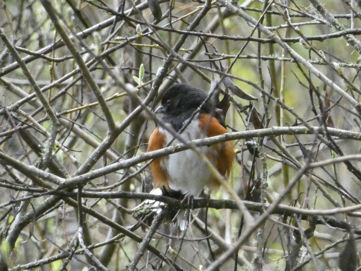 Spotted Towhee - ML621033552