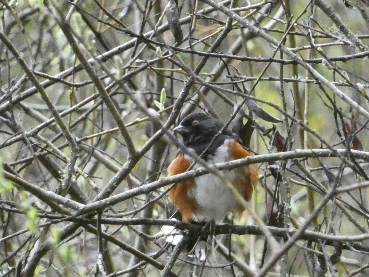Spotted Towhee - S & V C