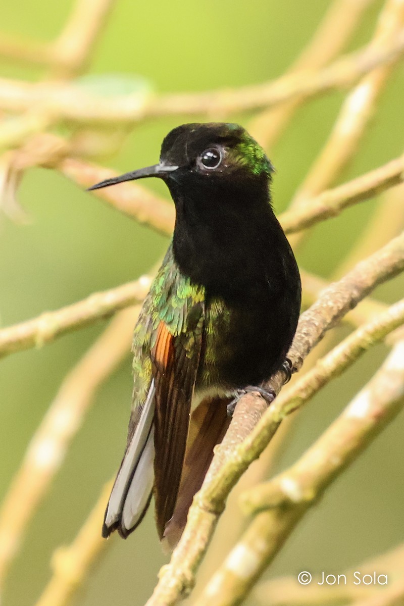 kolibřík kostarický - ML621033556
