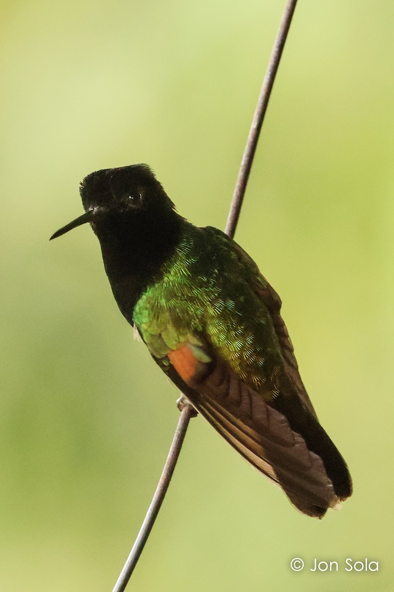 Black-bellied Hummingbird - Jon  Sola