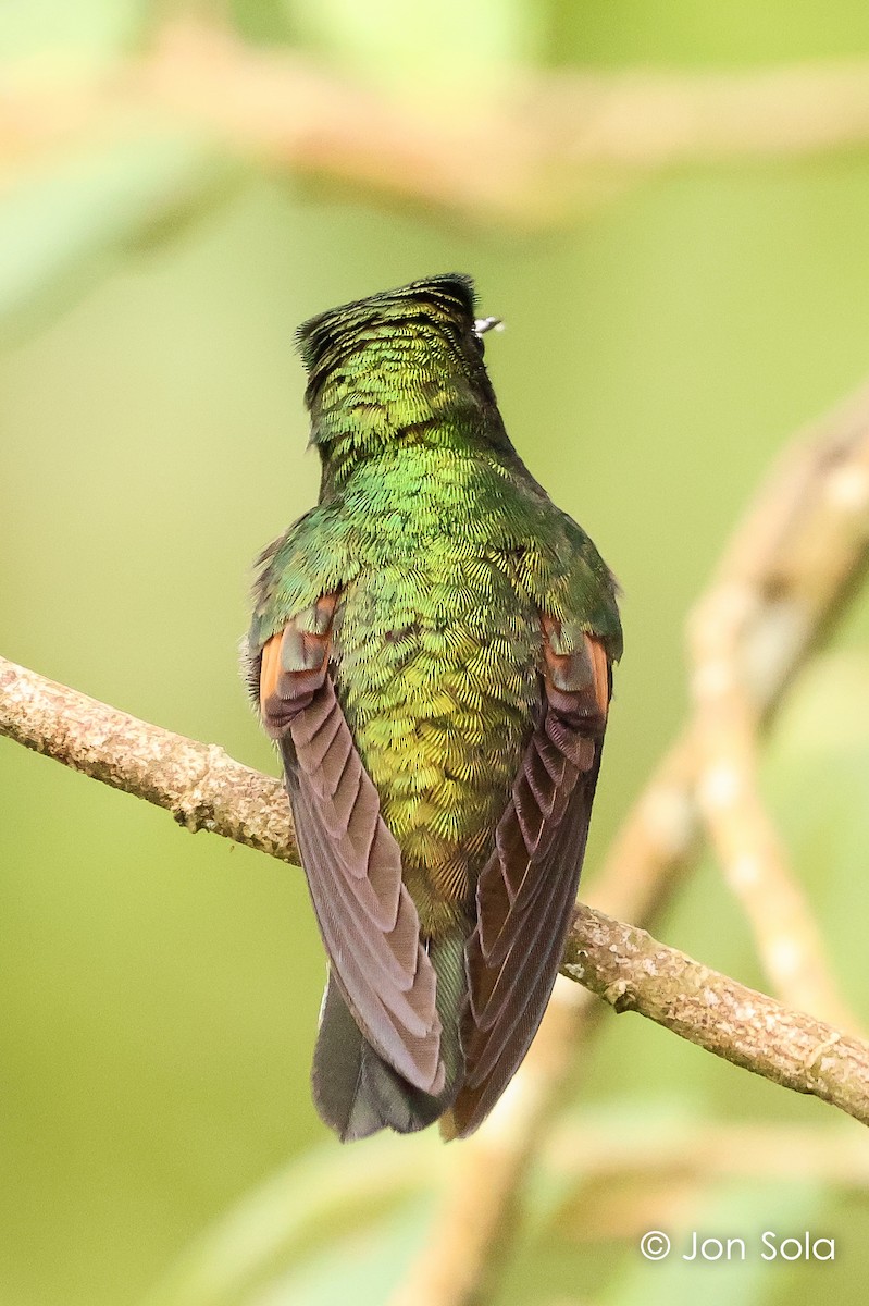 Black-bellied Hummingbird - ML621033558