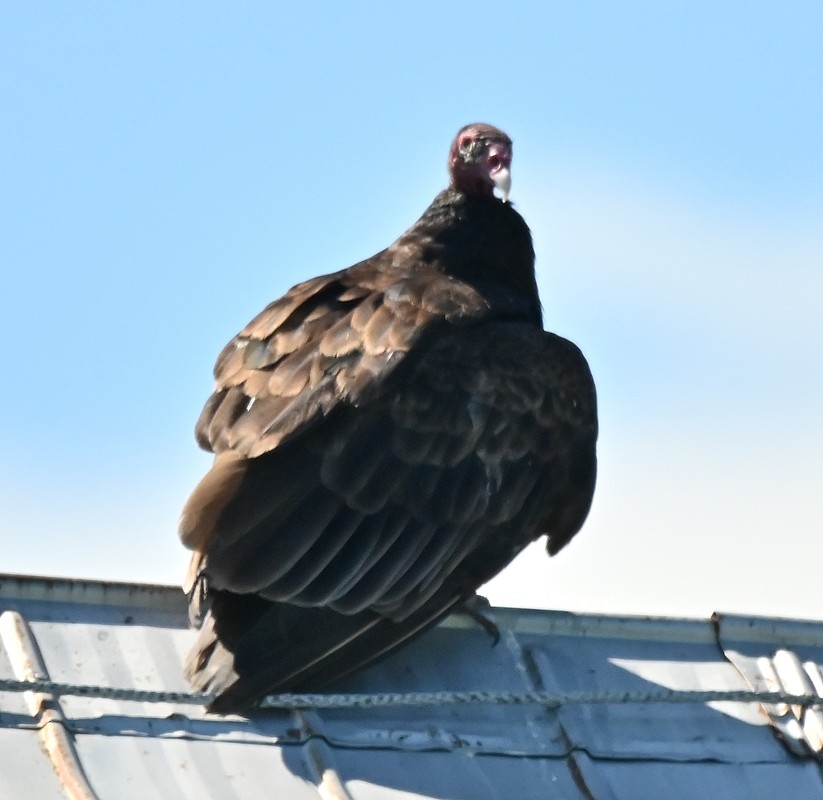 Turkey Vulture - ML621033595