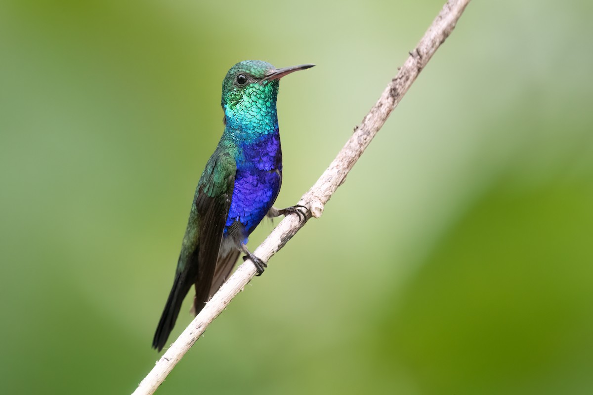 Violet-bellied Hummingbird - ML621033603