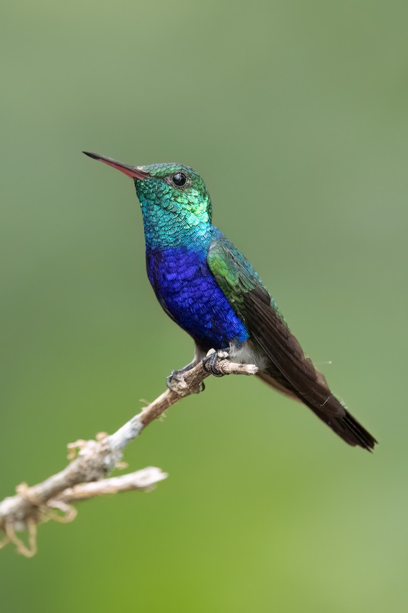 Violet-bellied Hummingbird - ML621033604