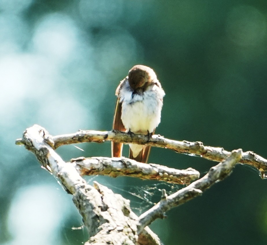 Northern Rough-winged Swallow - ML621033605