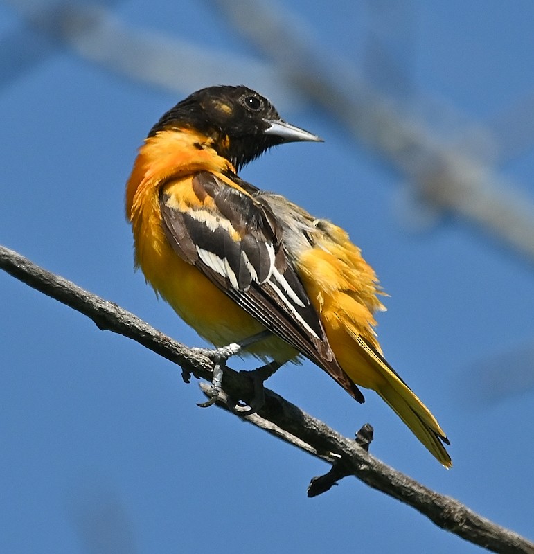 Oriole de Baltimore - ML621033627