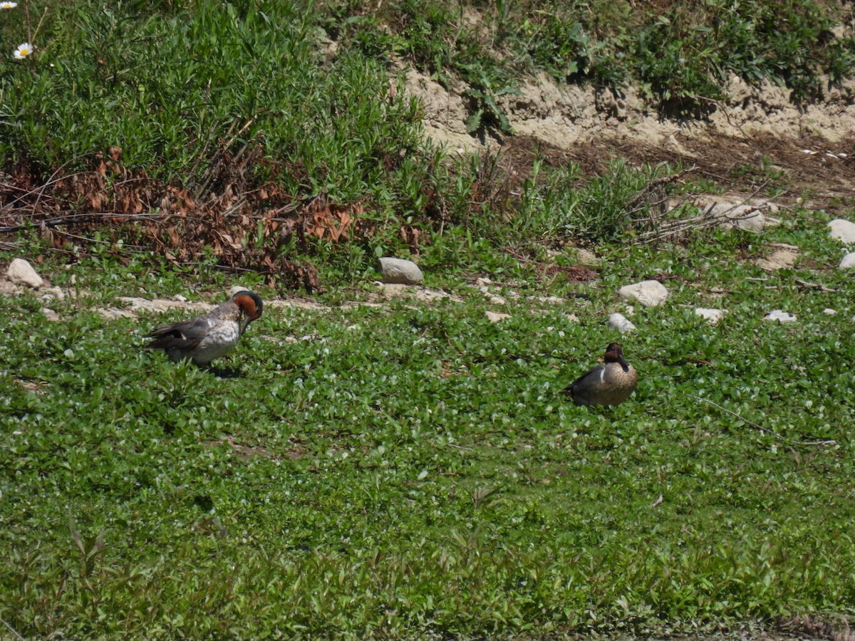 Green-winged Teal - ML621033634