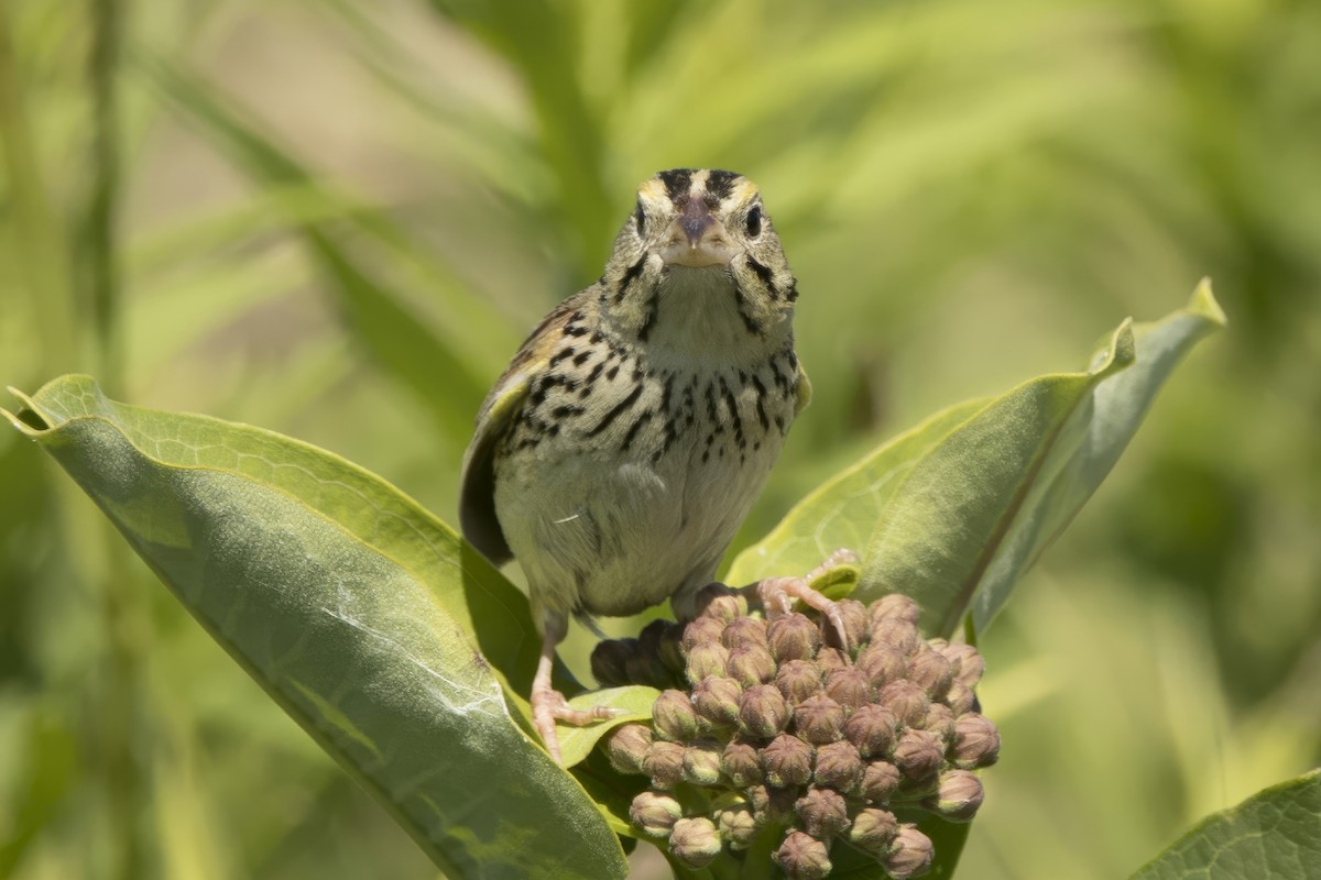 Henslow's Sparrow - ML621033652