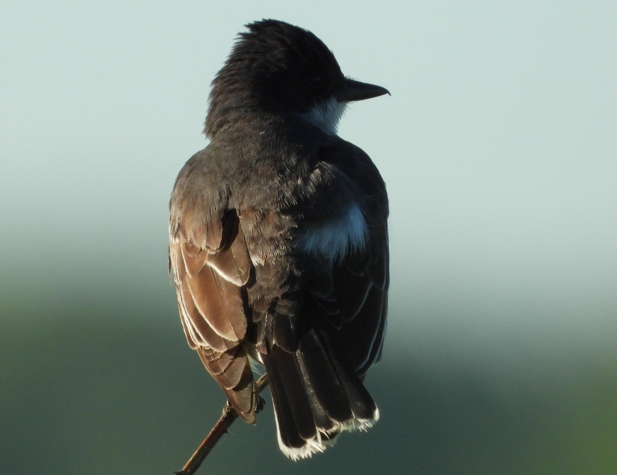 Eastern Kingbird - ML621033659