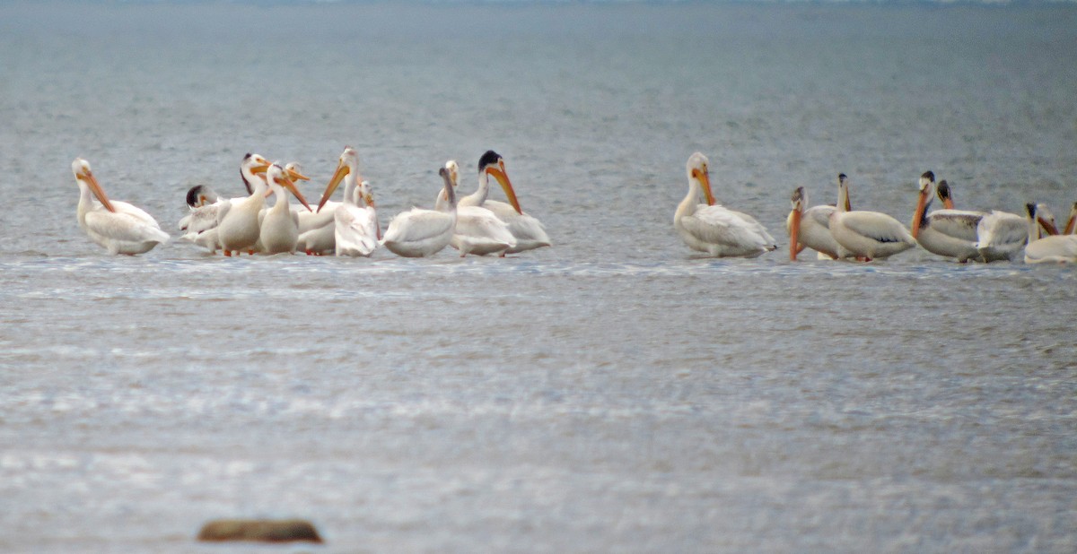 American White Pelican - ML621033673